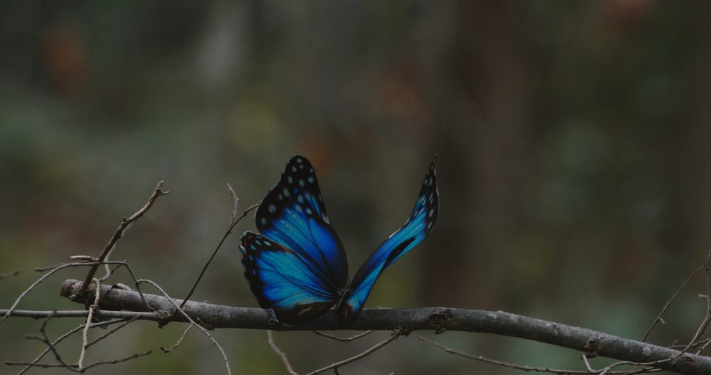 Still 2026-01-18 145831_1.1.33